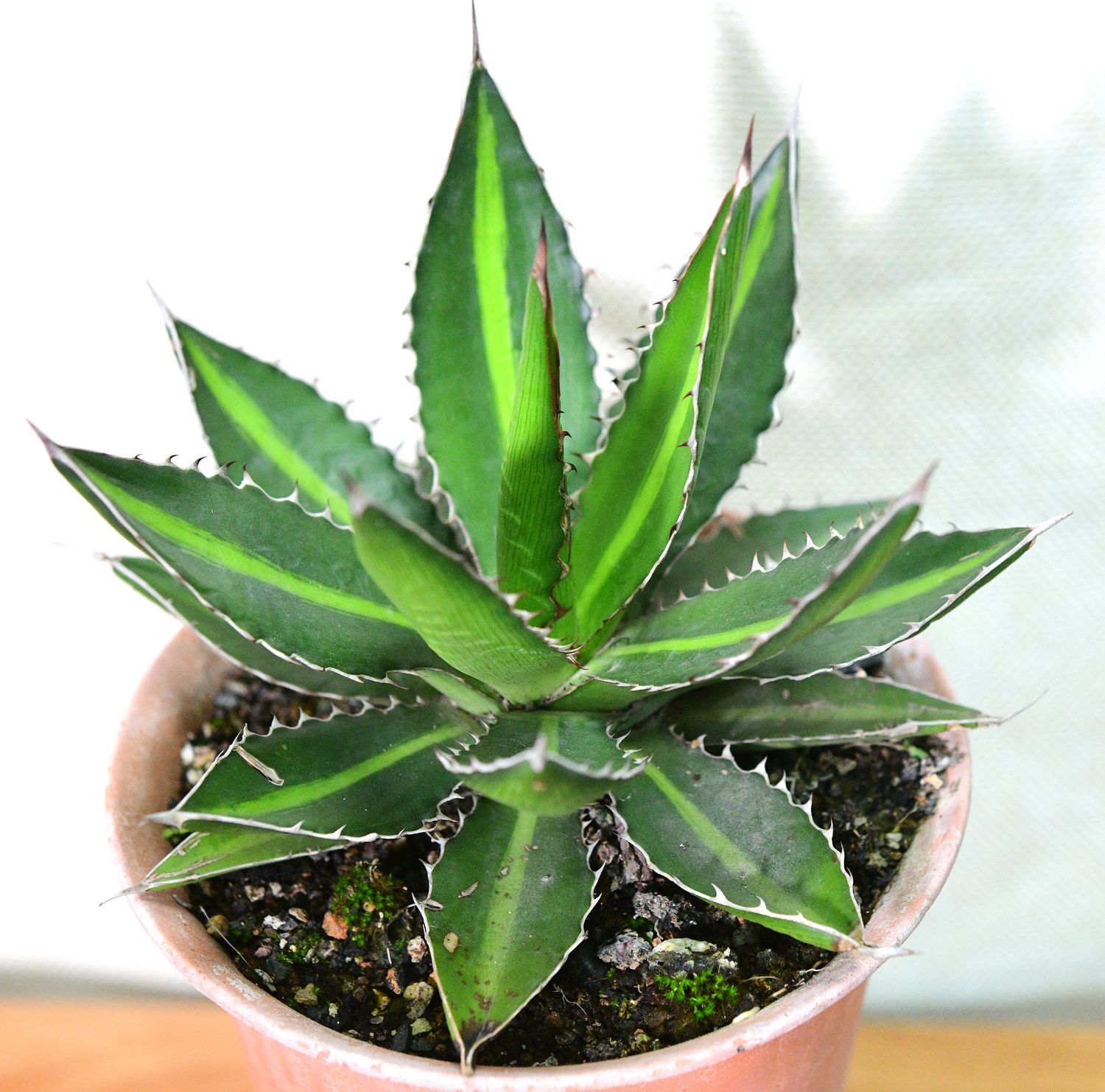 Agave lophantha cv 'splendida' (Agave univittata 'Splendida') in pink pot, top-down view