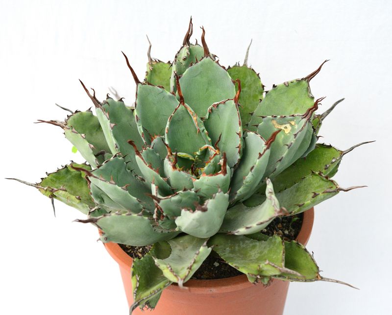 Agave potatorum cv Cubic