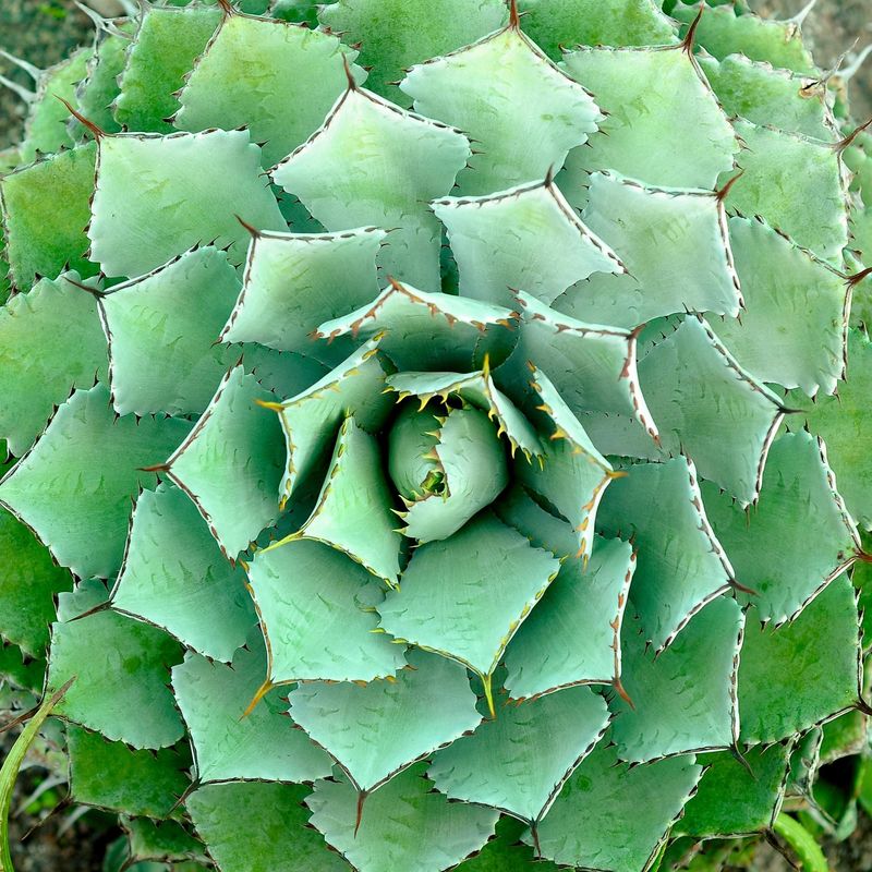 Agave Potatorum Agave potatorum