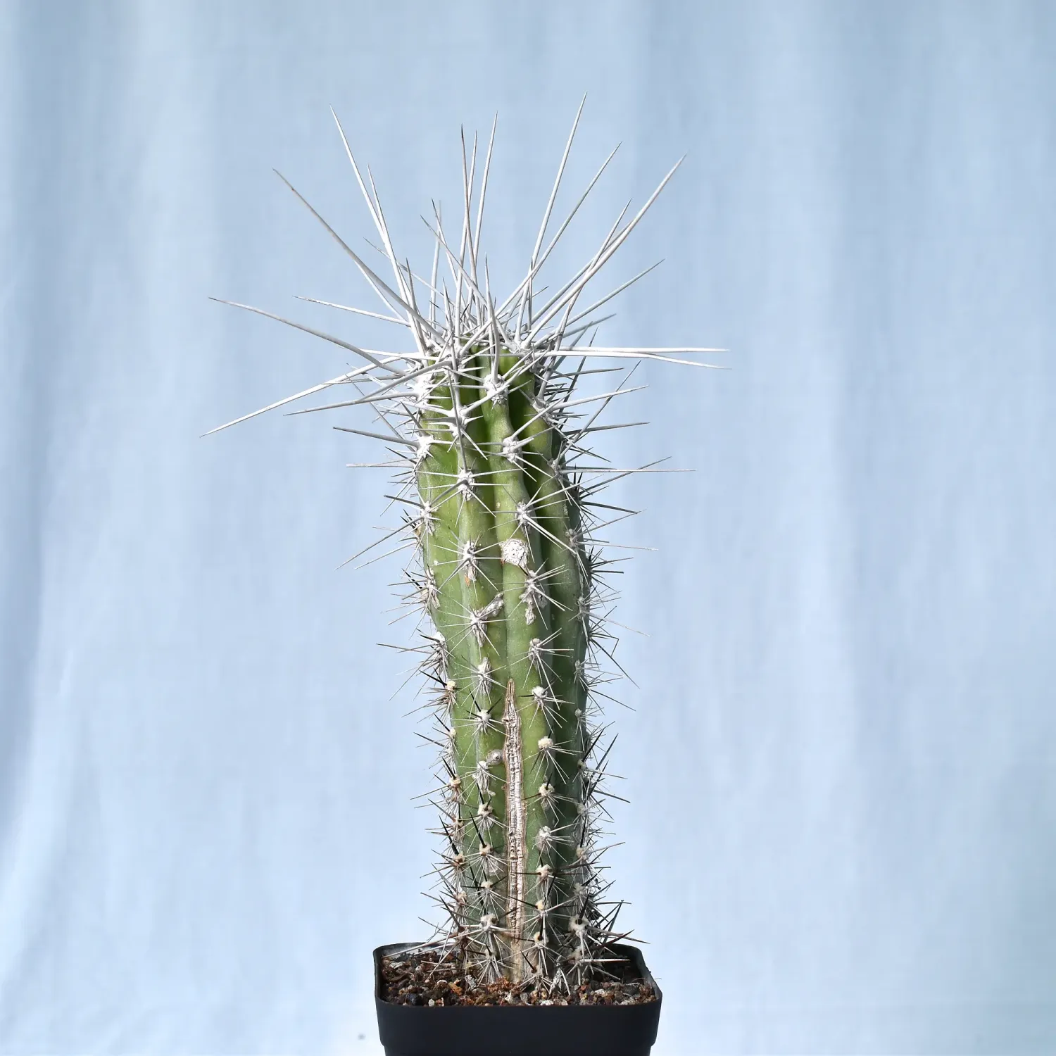 Stetsonia Coryne (Toothpick Cactus)
