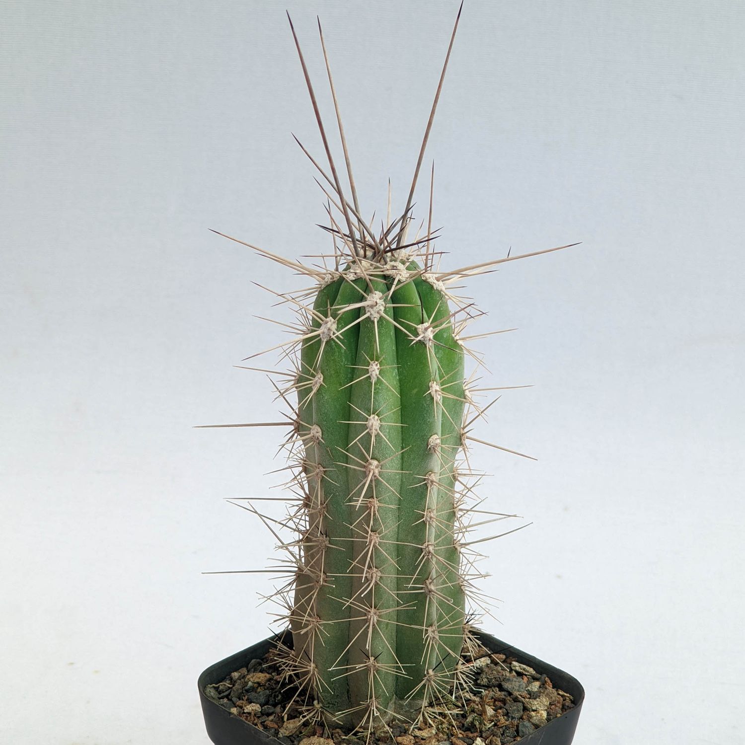 Stetsonia Coryne (Toothpick Cactus)