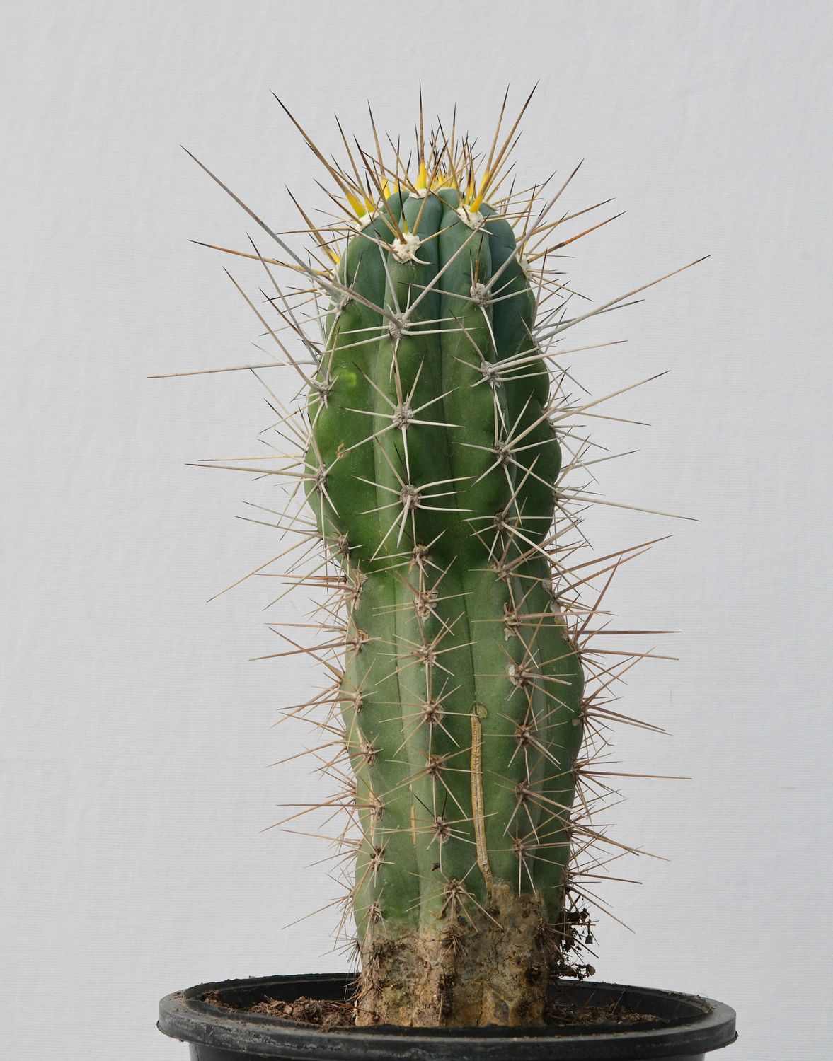 Stetsonia coryne (Toothpick Cactus)