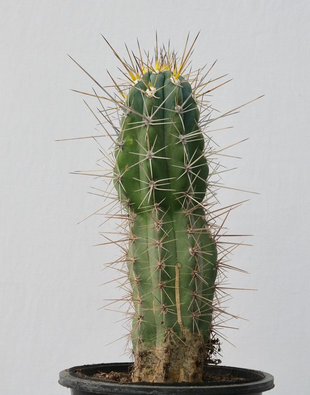 Stetsonia coryne (Toothpick Cactus)