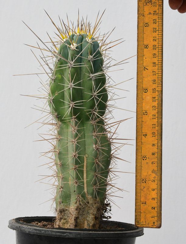 Stetsonia coryne (Toothpick Cactus)