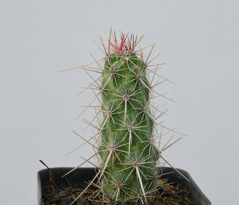Echinocereus brandegeei