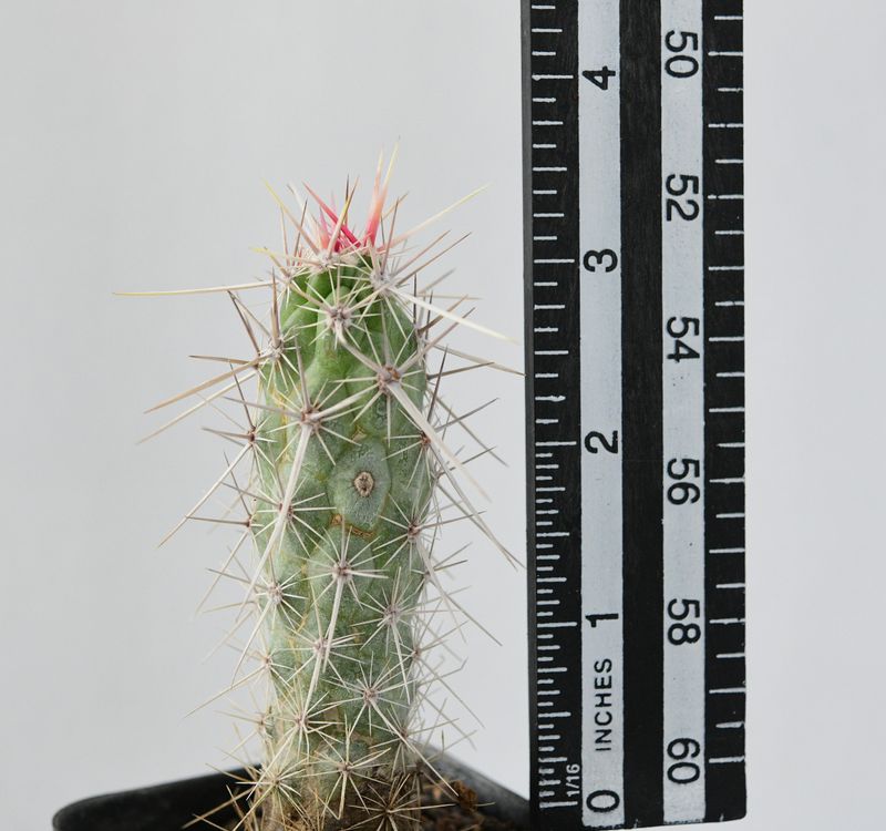 Echinocereus brandegeei