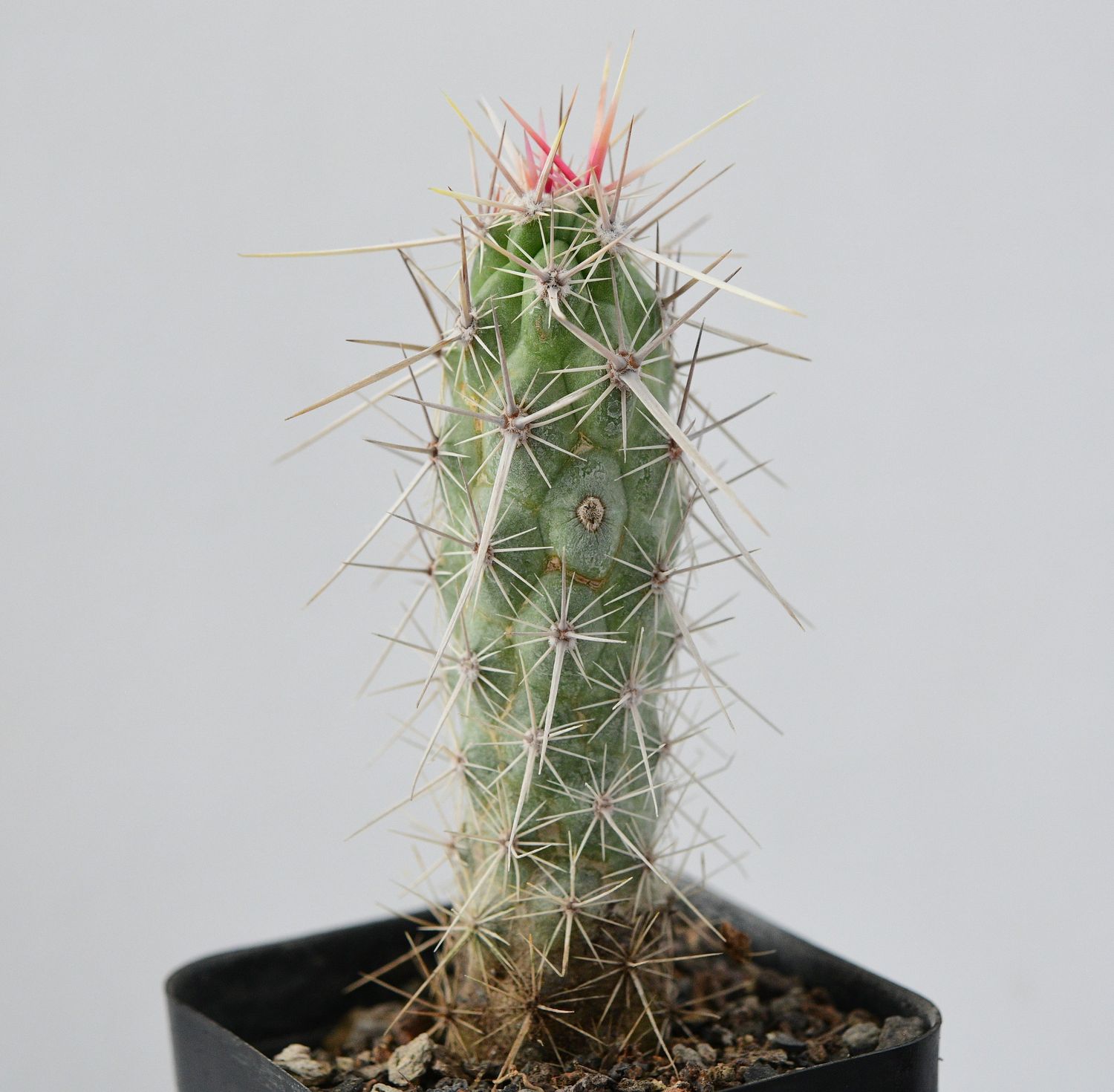 Echinocereus brandegeei Echinocereus brandegeei