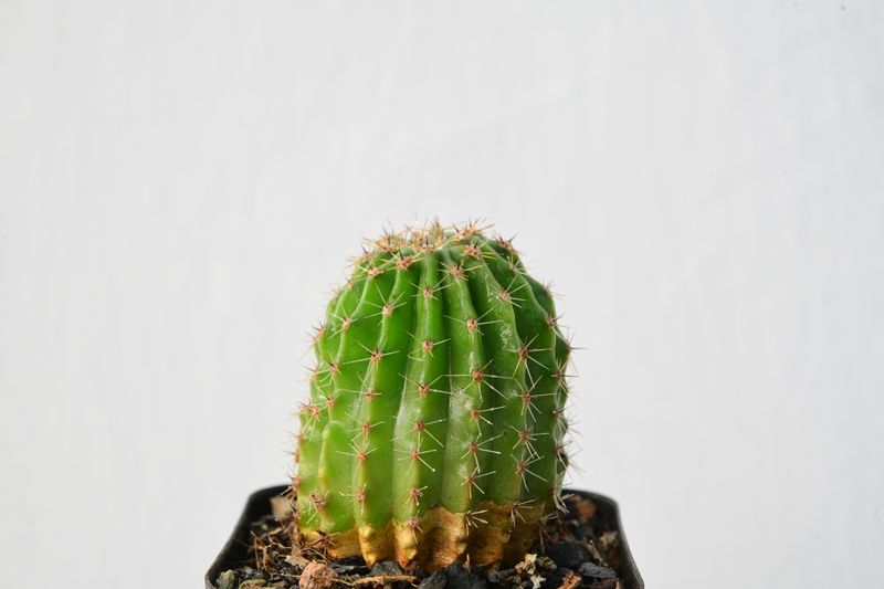 Echinopsis Hybrid Peach Striped top-down view of rounded green form