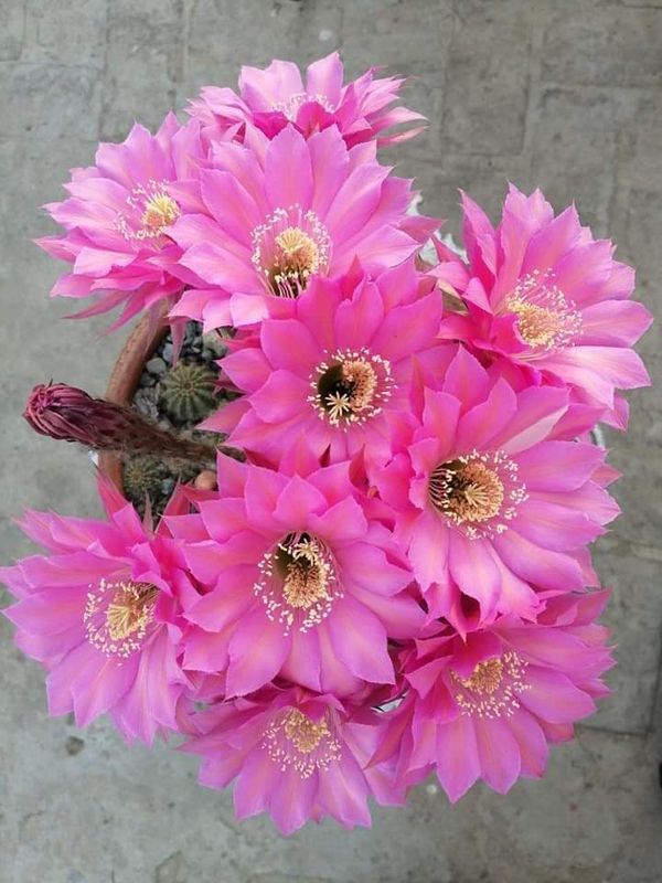 Echinopsis Hybrid Peach Striped Echinopsis Hybrid Peach Striped in bloom with peach-pink flowers and bee