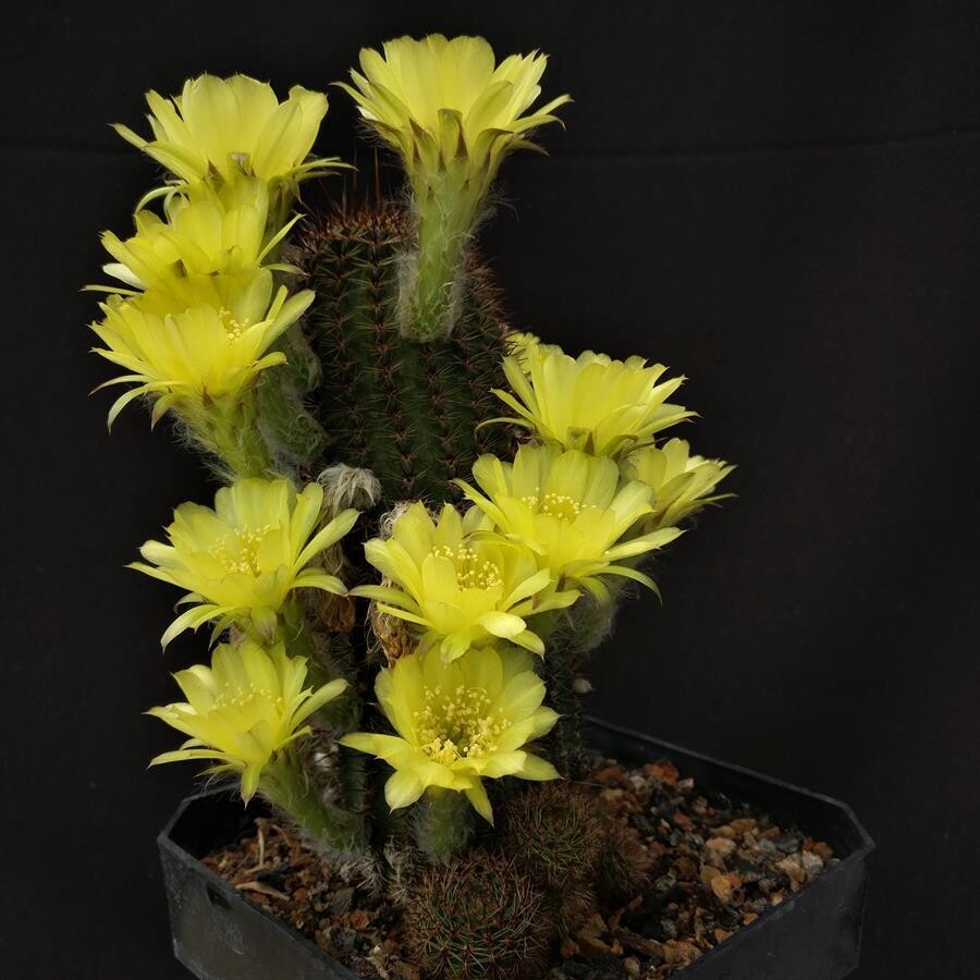 Echinopsis Blissfull Yellow-With Yellow Flower
