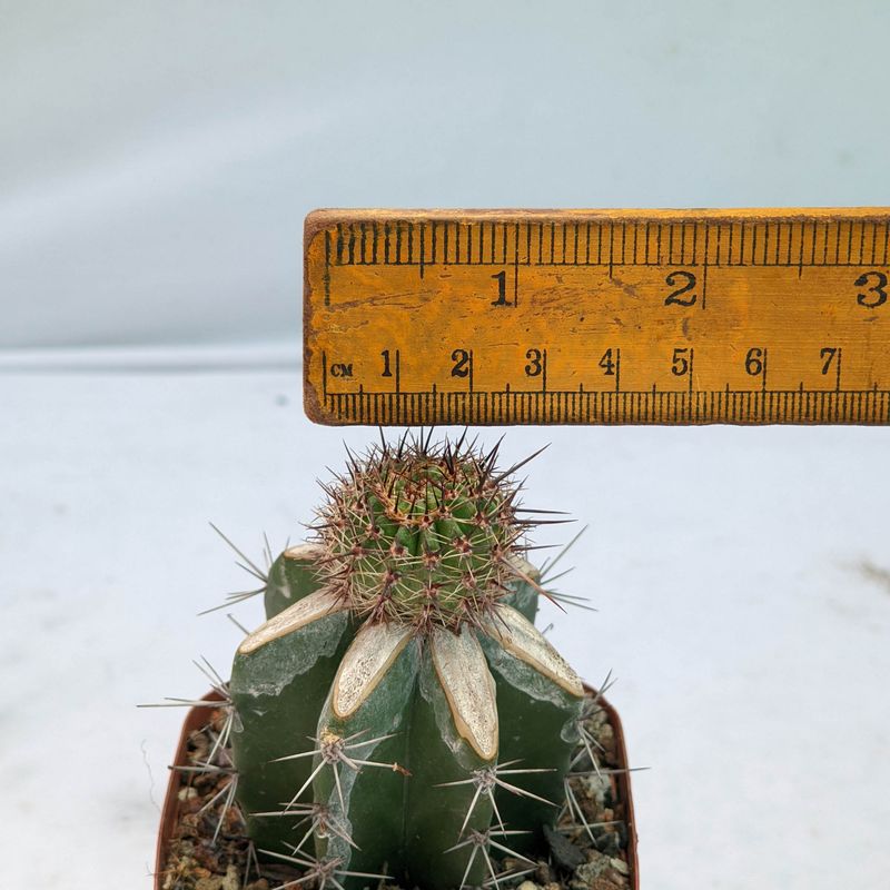 Echinopsis hybrid Blissfull Yellow