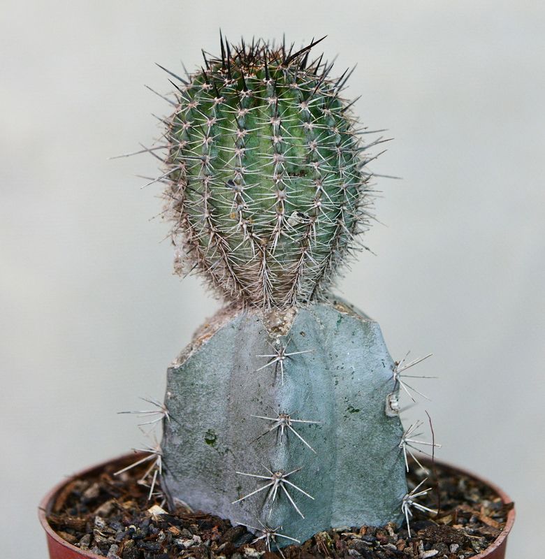 Echinopsis hybrid Blissfull Yellow specimen with blue-grey lower body segment