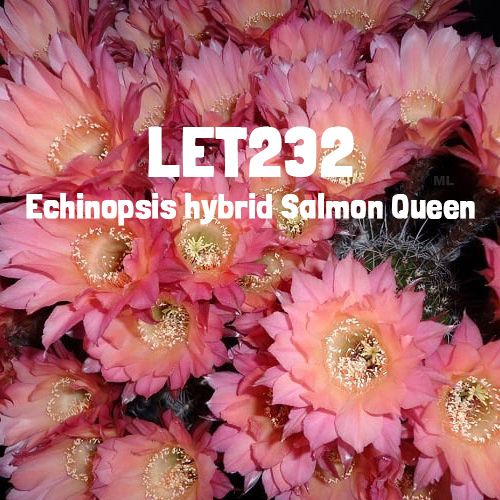 Echinopsis hybrid Salmon Queen-FLOWER