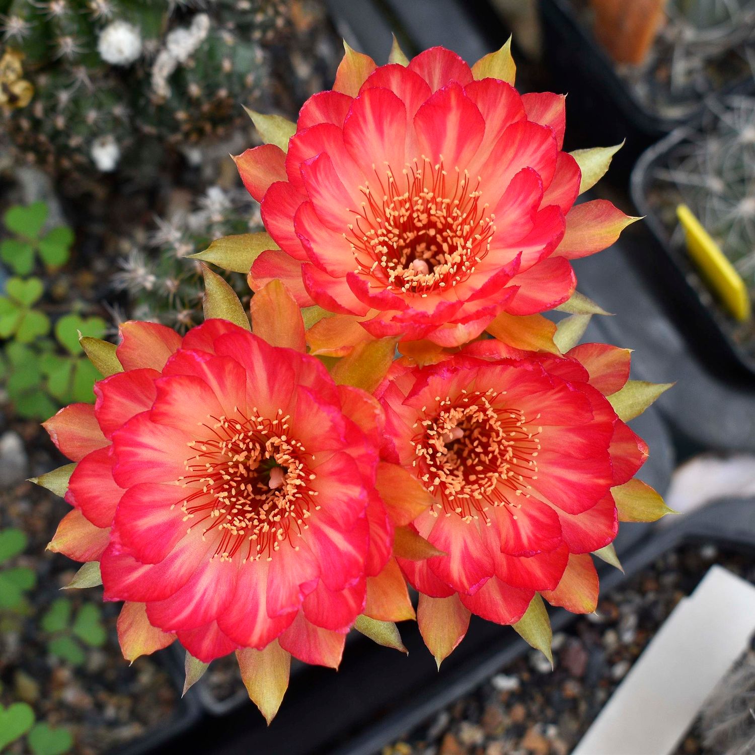 Lobivia hybrid "Cherry"