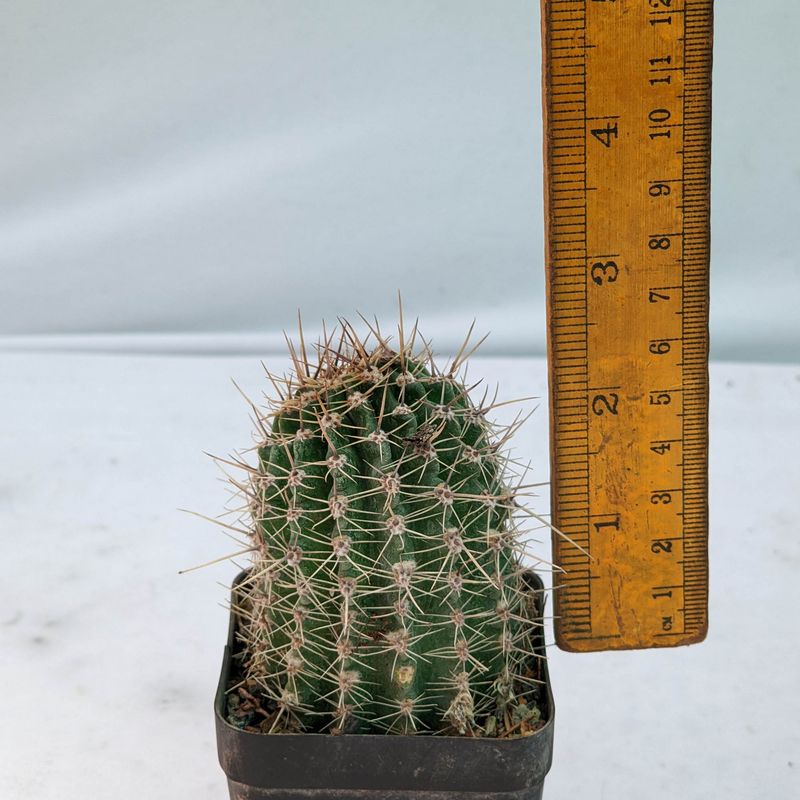 Echinopsis Hybrid Copper tone