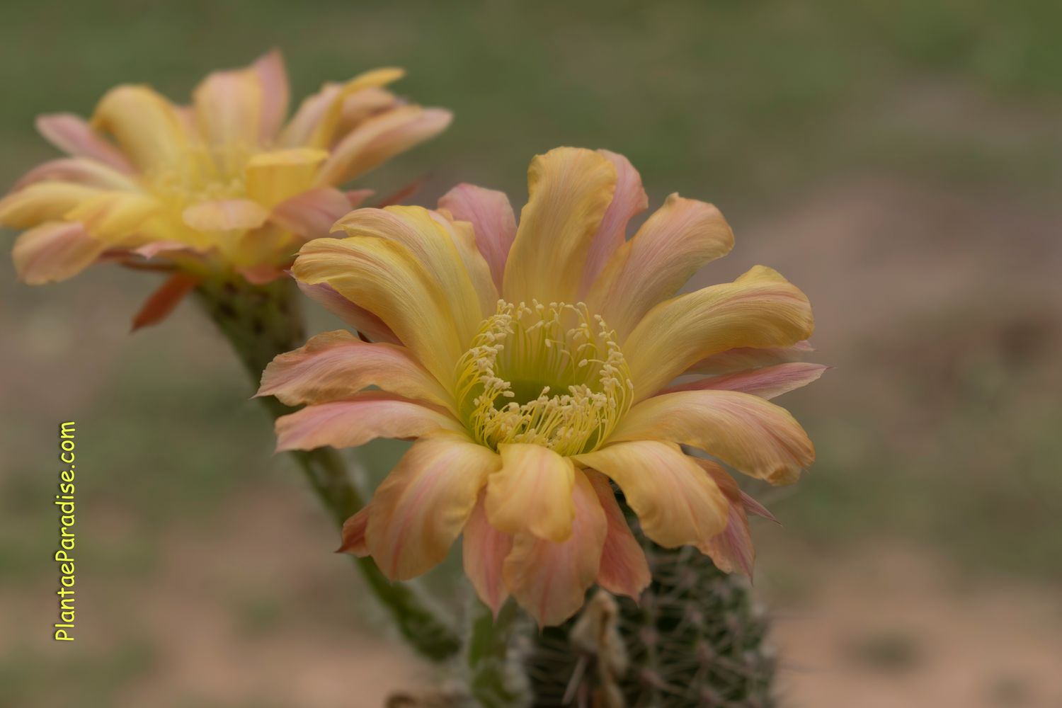 Echinopsis Hybrid Copper tone