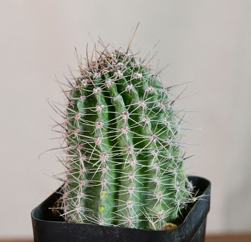 Echinopsis Hybrid Copper tone potted plant showing full body and spines