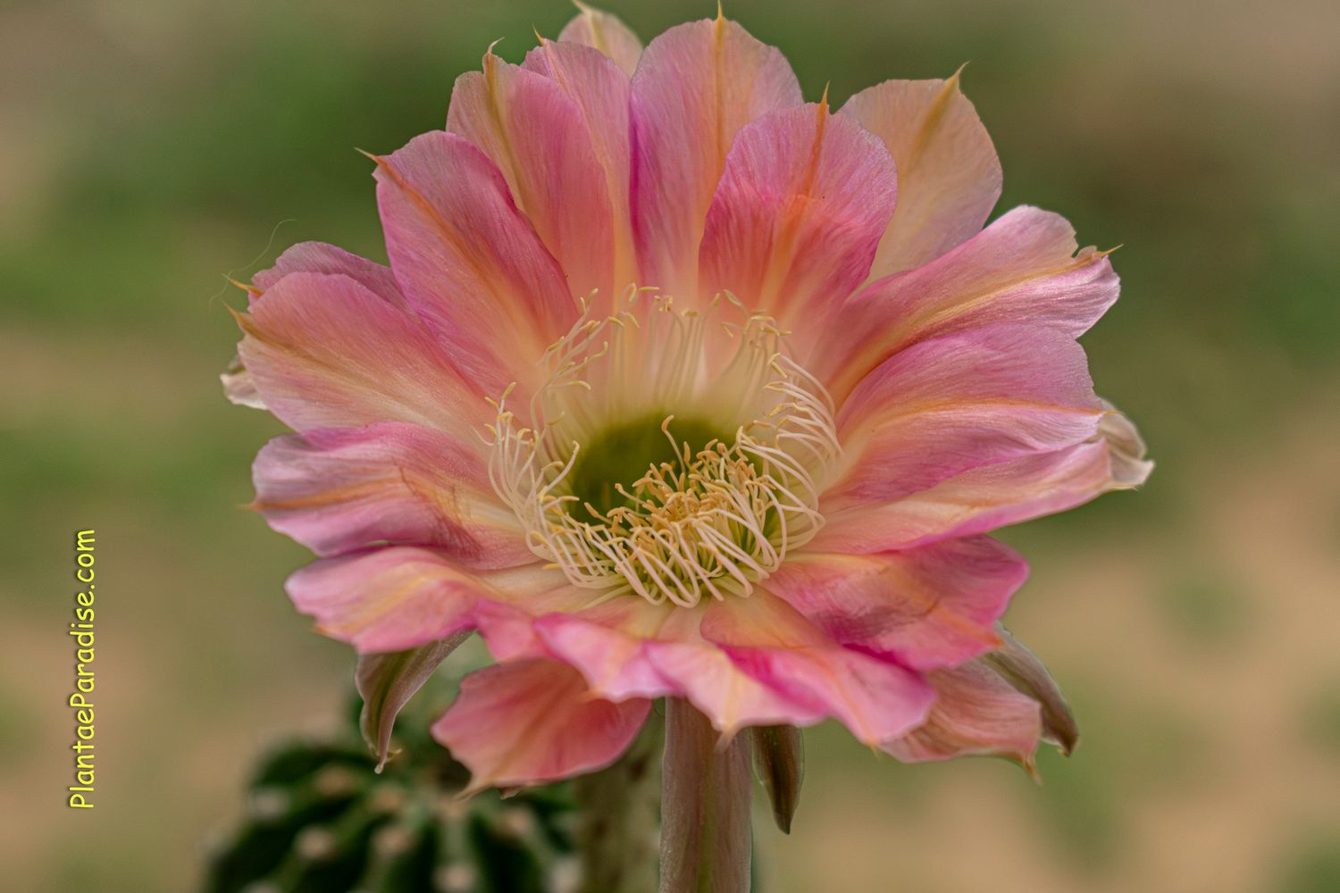 Echinopsis hybrid Arthur-FLOWER