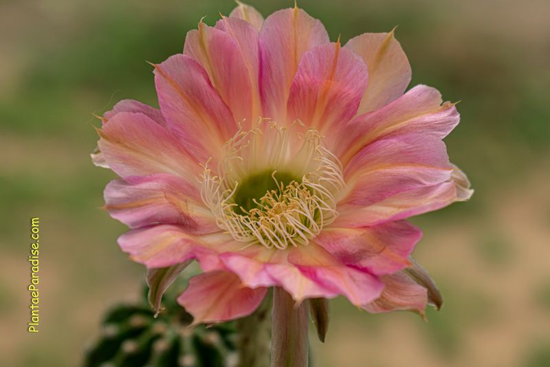 Echinopsis hybrid Arthur-FLOWER