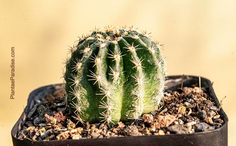 Echinopsis hybrid Arthur