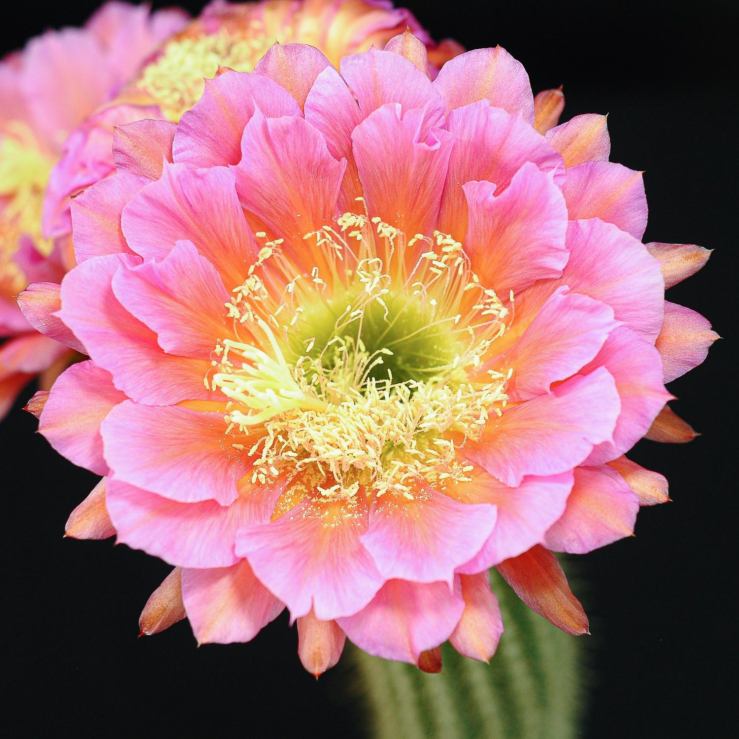 Trichocerous hybrid FLYING SAUCER in full bloom with pink and yellow flowers