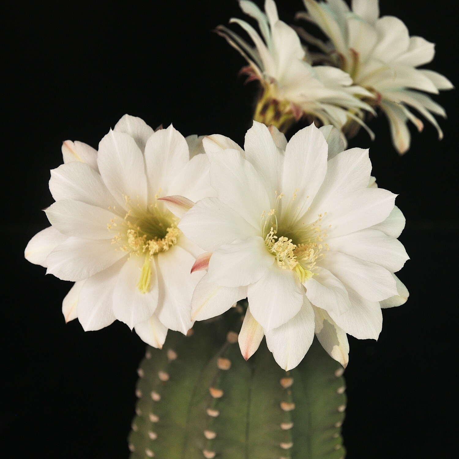 Echinopsis subdenudata inermis in bloom with white flowers