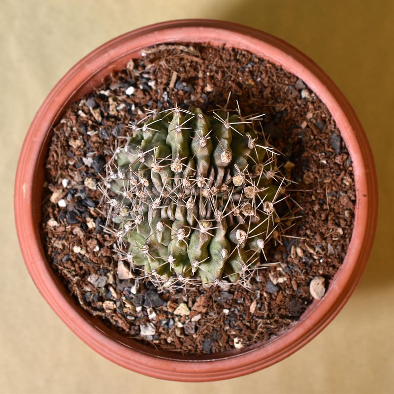 Gymnocalycium mihanovichii f. crest