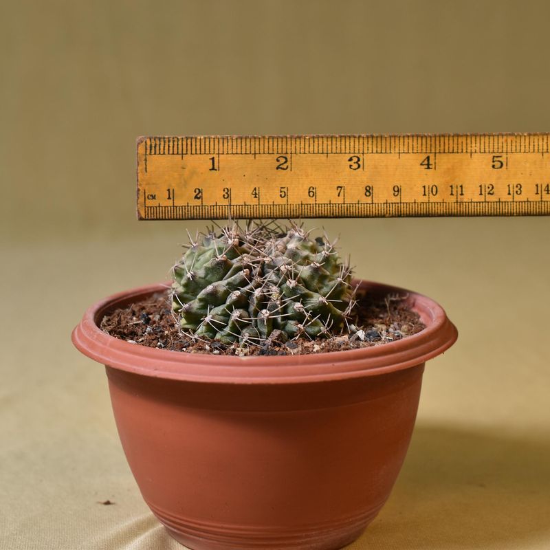 Gymnocalycium mihanovichii f. crest