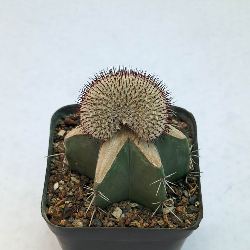 Mammillaria perezdelarosae subs. andersoniana crest