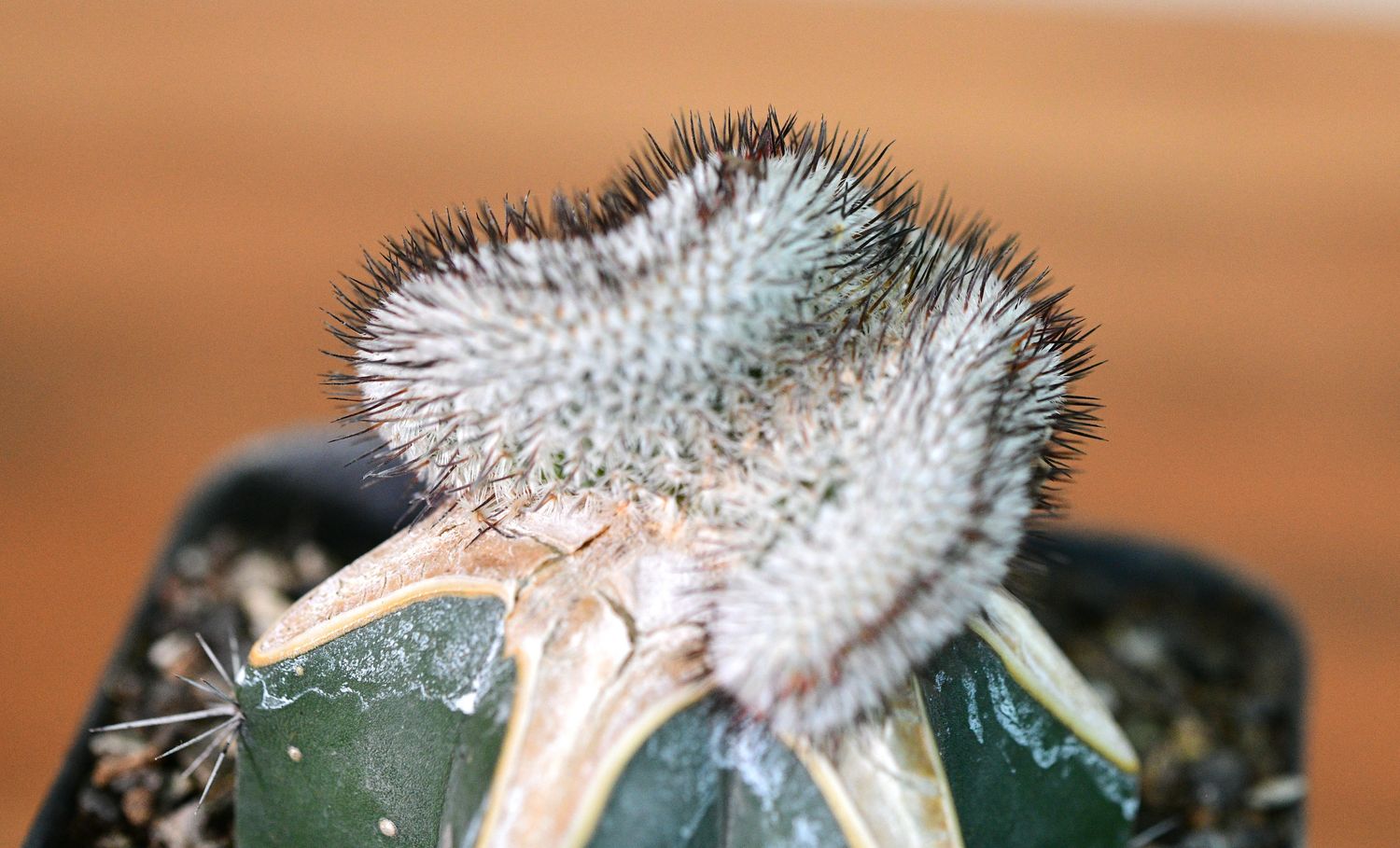 Mammillaria perezdelarosae subs. andersoniana crest close-up of fuzzy spines
