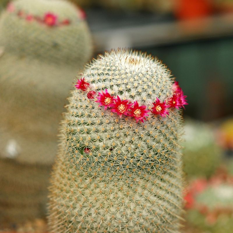 Mammillaria haageana Subsp. haageana in bloom, close-up