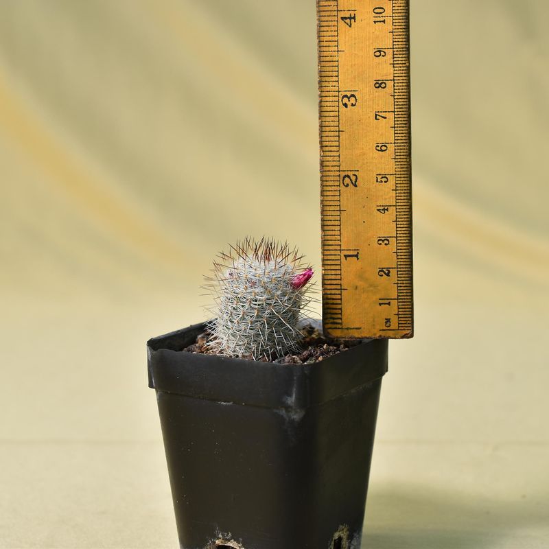 Mammillaria haageana Subsp. haageana with ruler for size reference