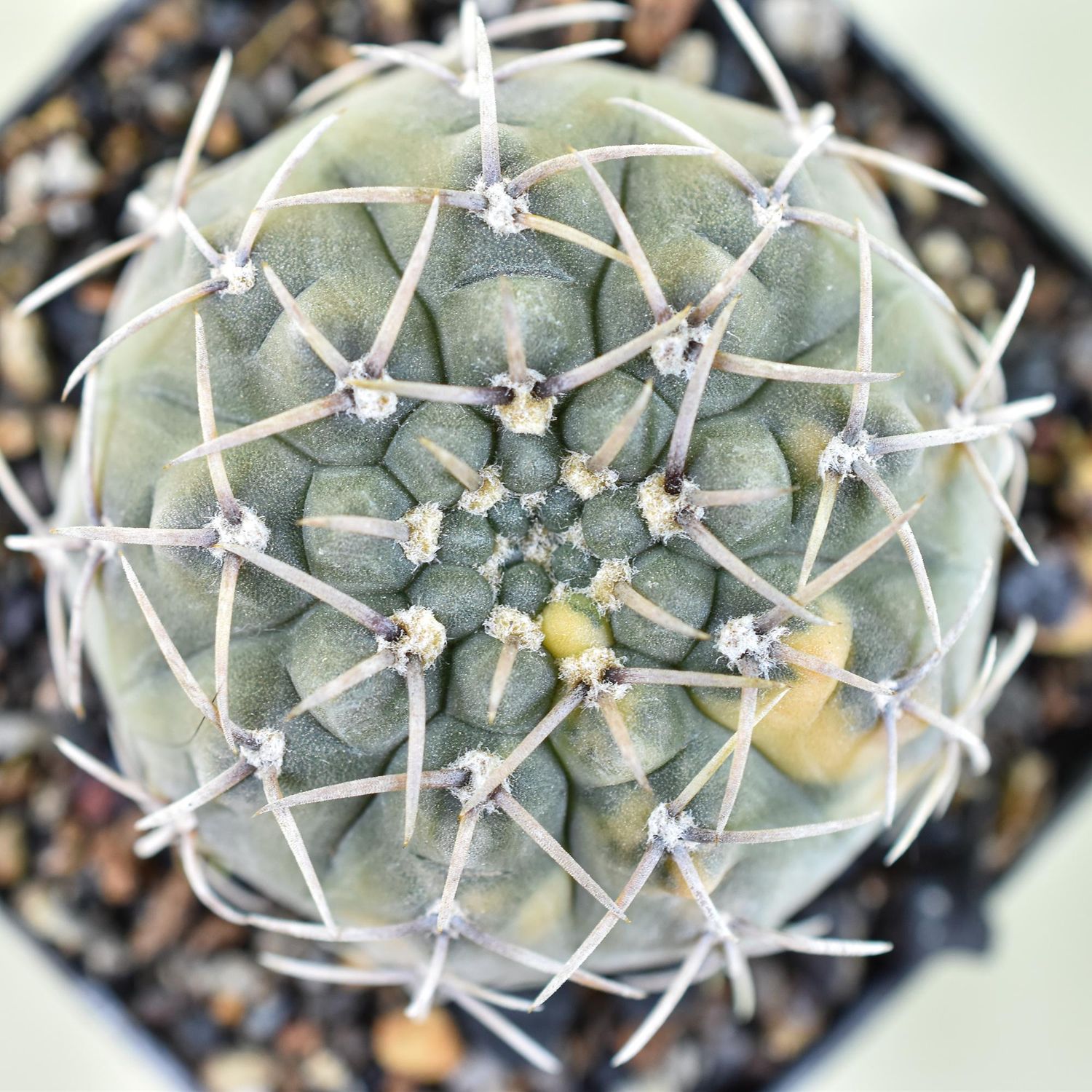 Gymnocalycium vatteri variegated