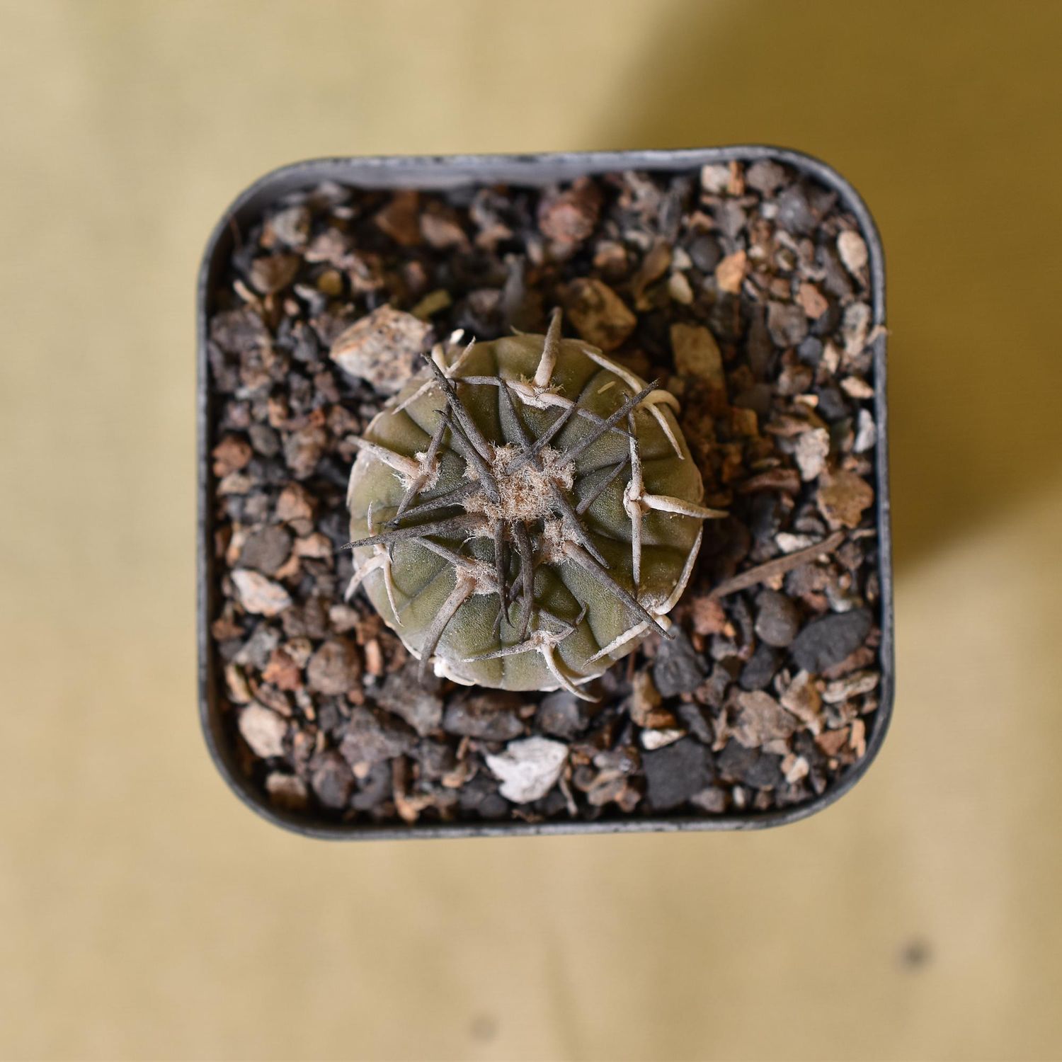 Gymnocalycium spegazzinii var. major
