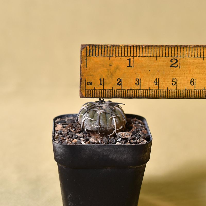 Gymnocalycium spegazzinii var. major