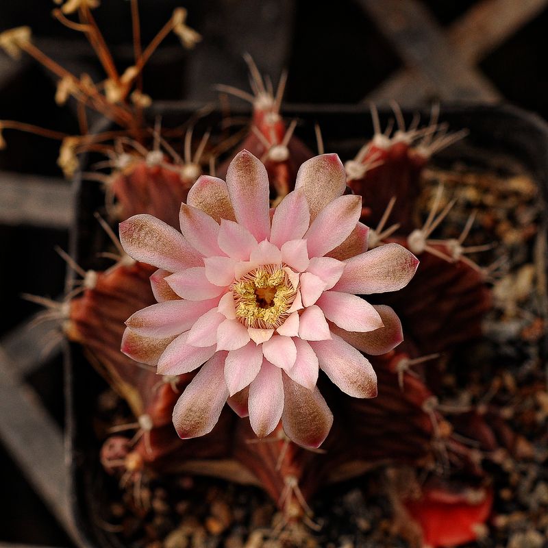Gymnocalycium mihanovichii var friedrichii in bloom with pink flower