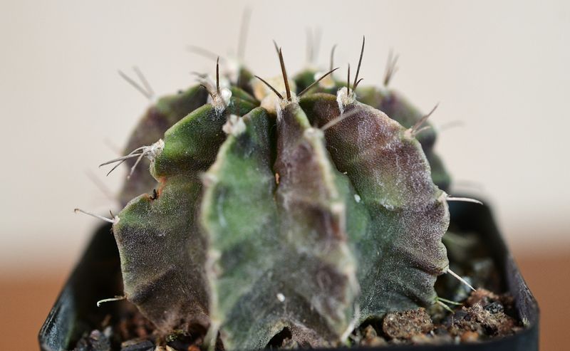 Gymnocalycium mihanovichii var friedrichii front view