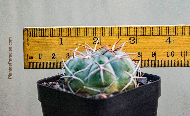 Gymnocalycium Bayrianum