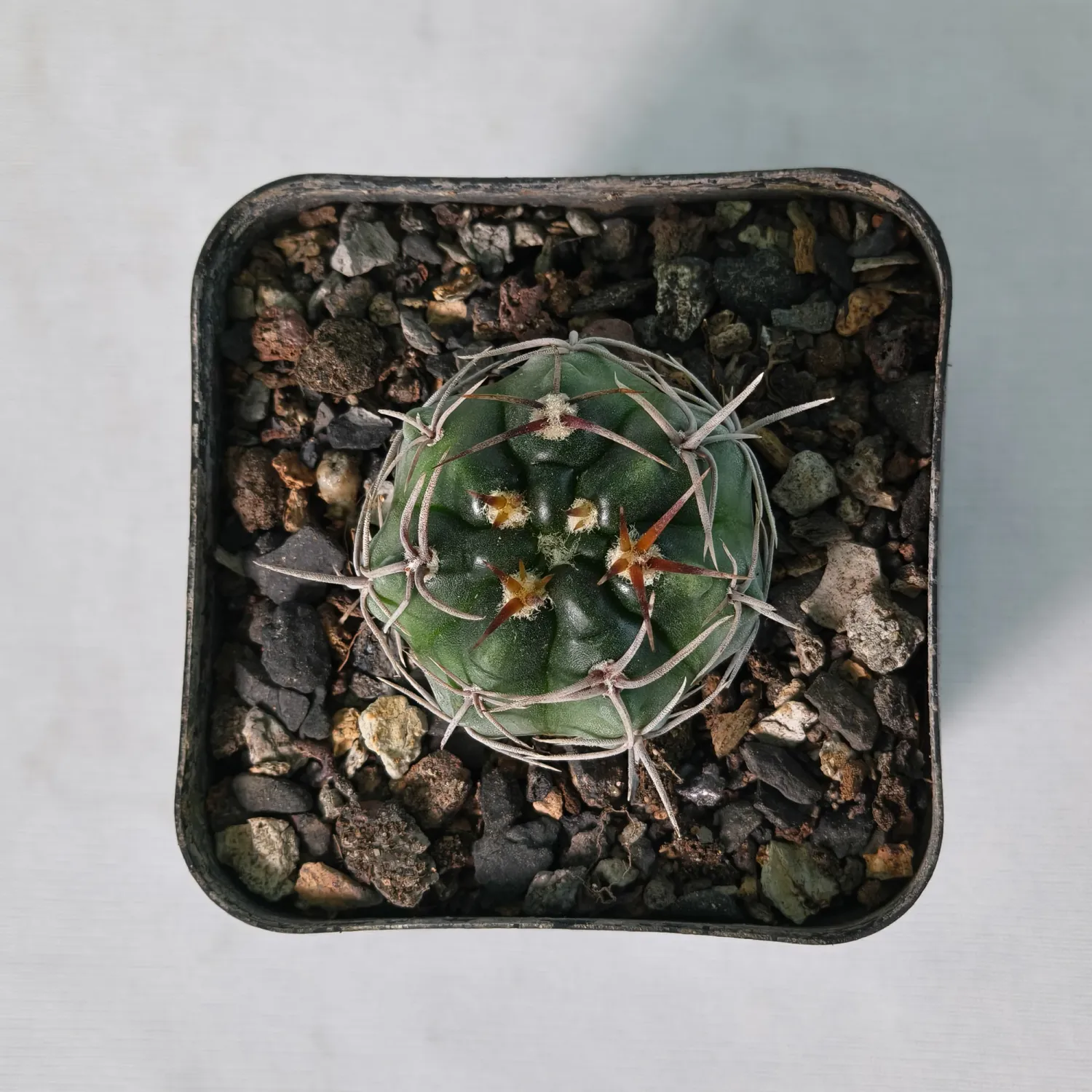 Gymnocalycium horridispinum