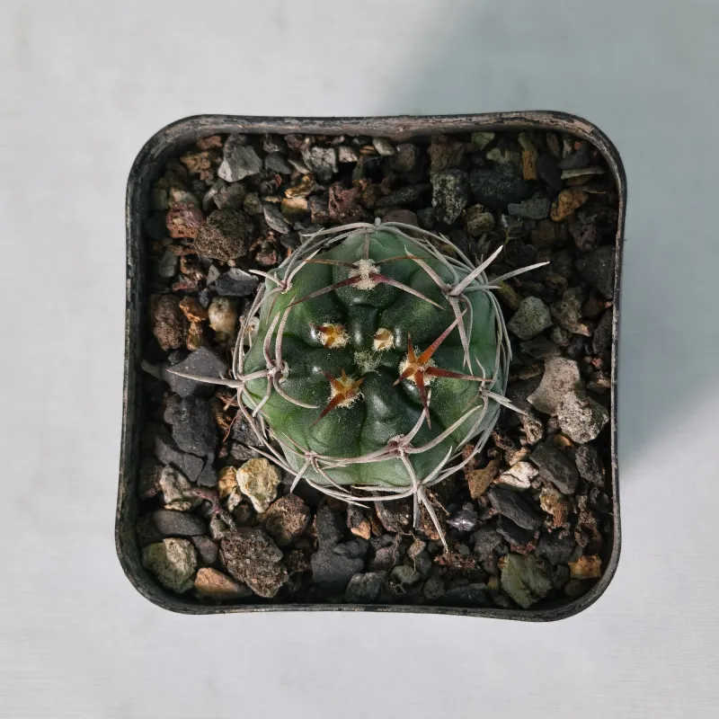 Gymnocalycium horridispinum