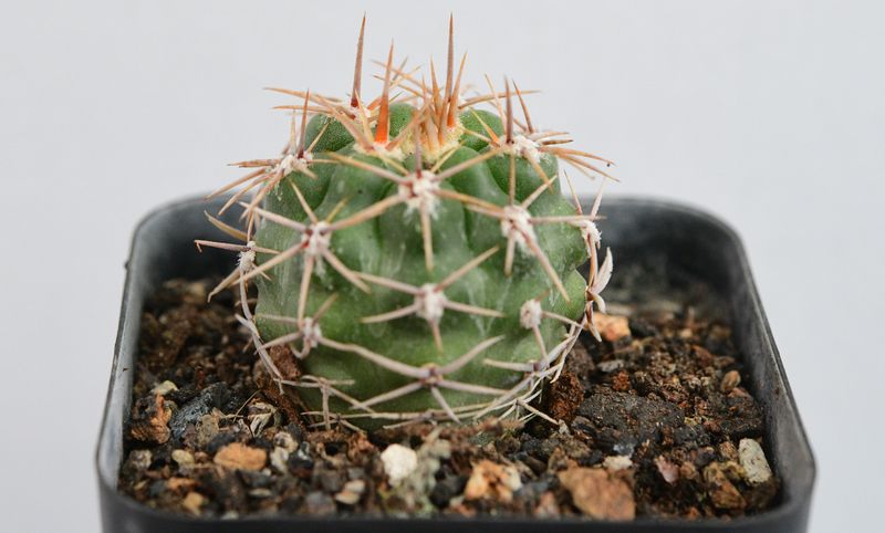 Gymnocalycium horridispinum