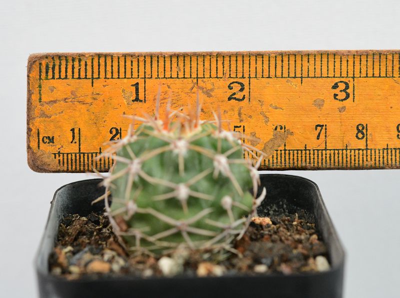 Gymnocalycium horridispinum