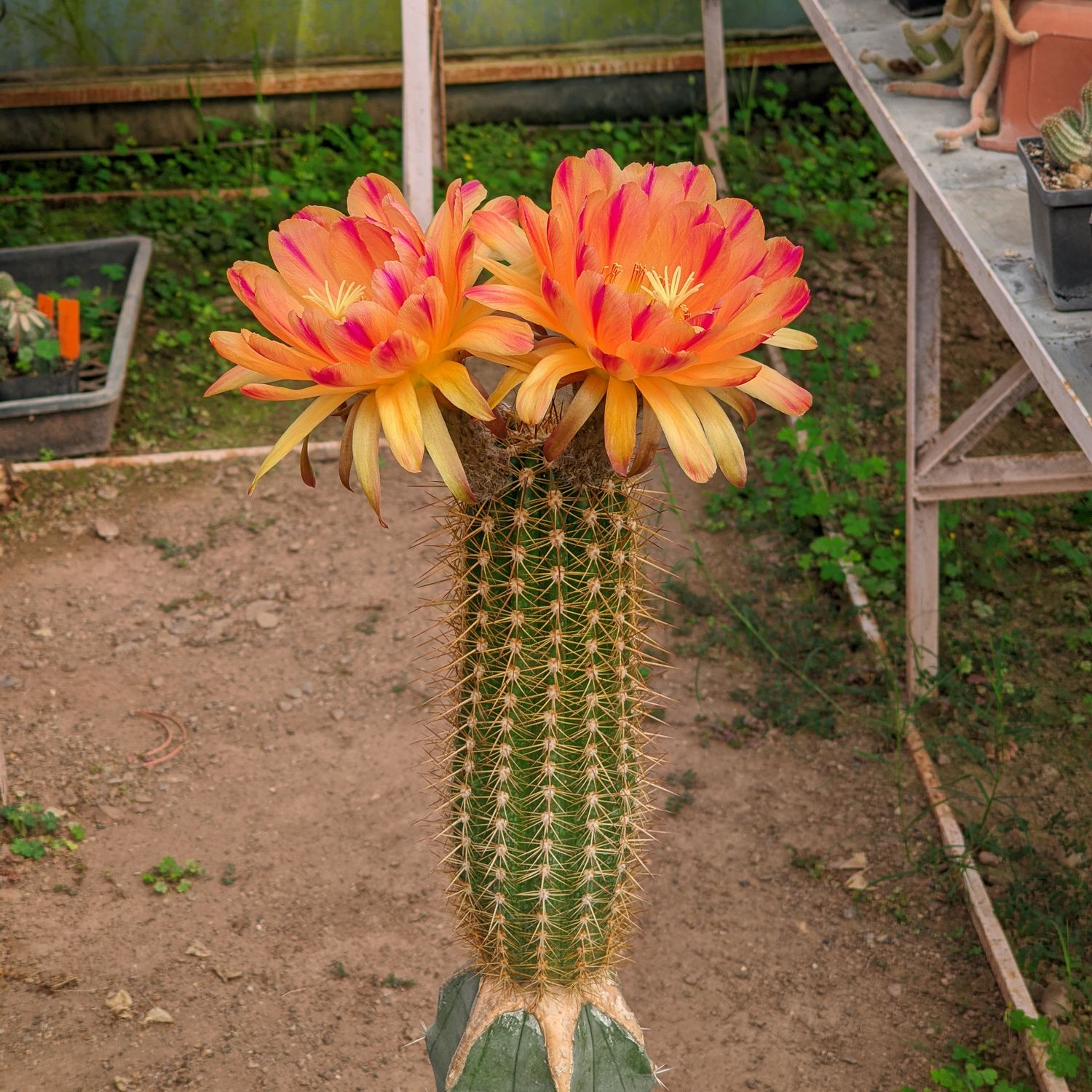 Trichocerous hybrid ' PINK STRIPES'