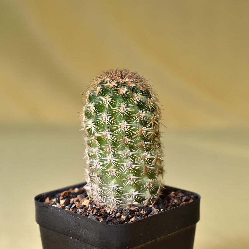 Echinocereus reichenbachii