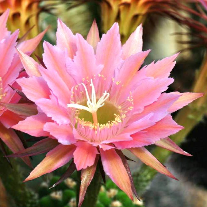 Trichocerous Rosa Venus Gezack LK 666