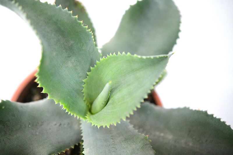 Agave gypsophylla blue curls
