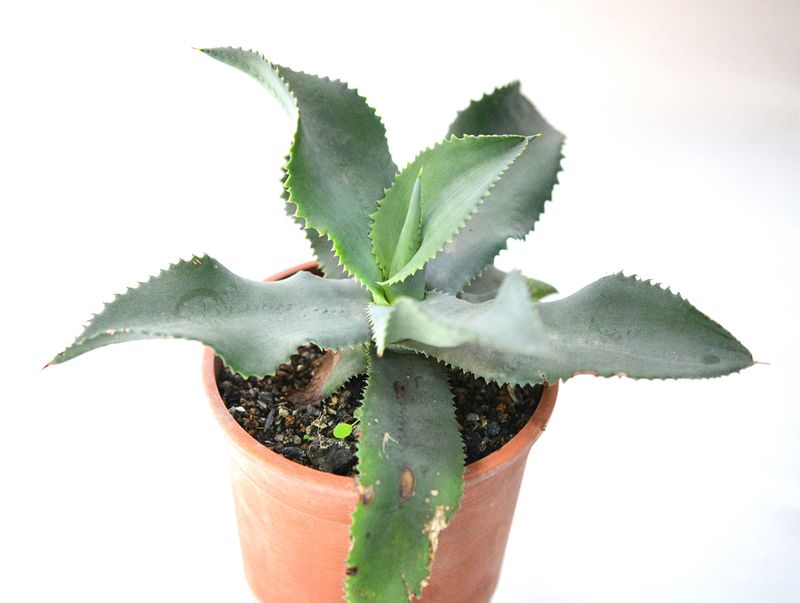 Agave gypsophylla blue curls