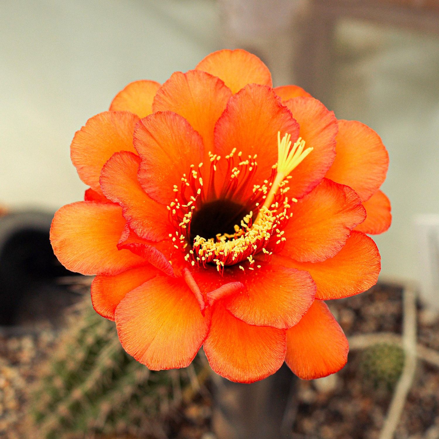 Trichocerous Sophie Scholl in bloom with bright orange-red flower