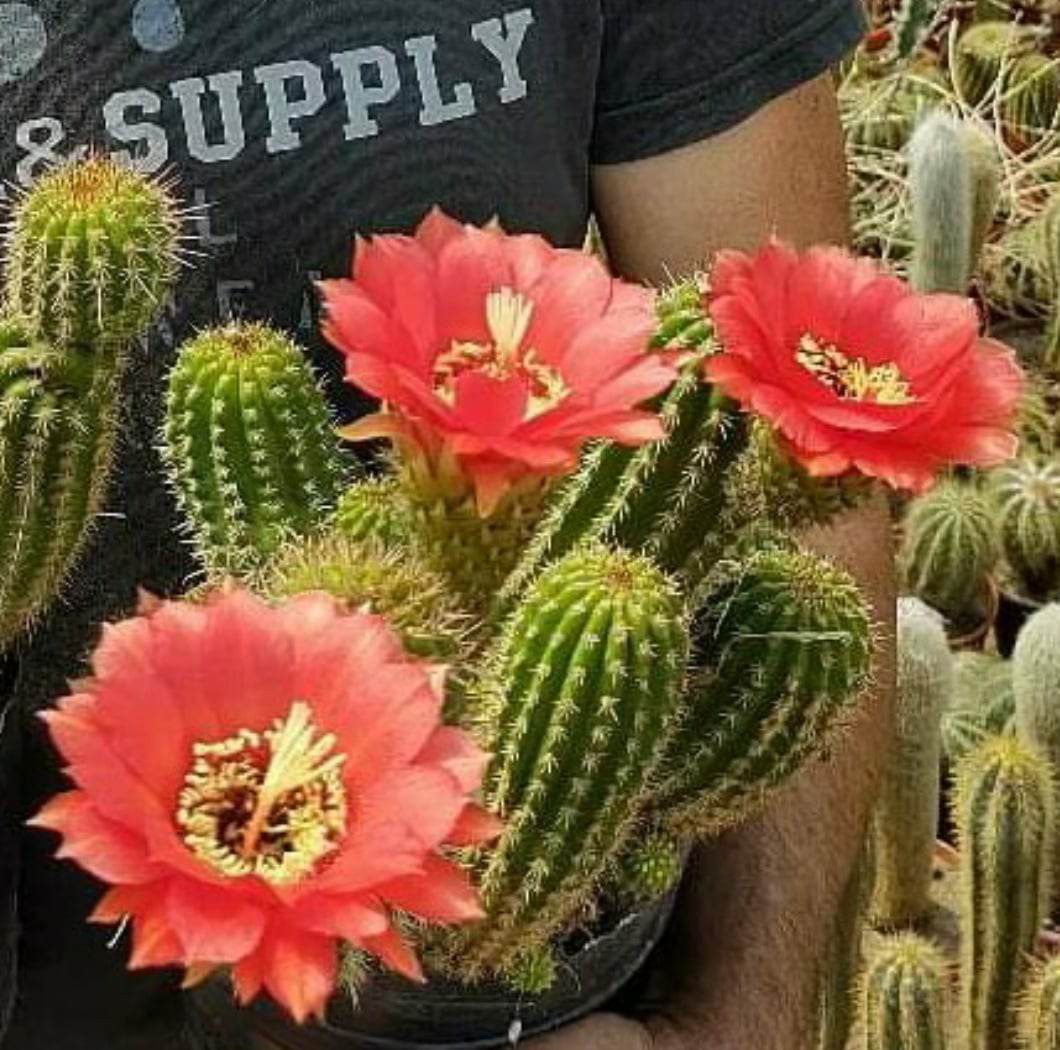 Trichocerous hybrid Morgan Marusteri in bloom with red flowers