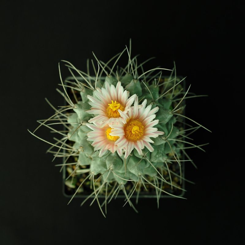 Thelocactus rinconensis Multicephalus HO409 puentes, NL (Jaromir) in bloom with white and yellow flowers